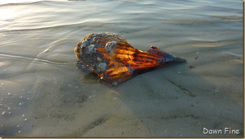 morning sanibel_040