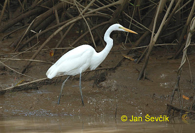 Garza blanca Ardea alba