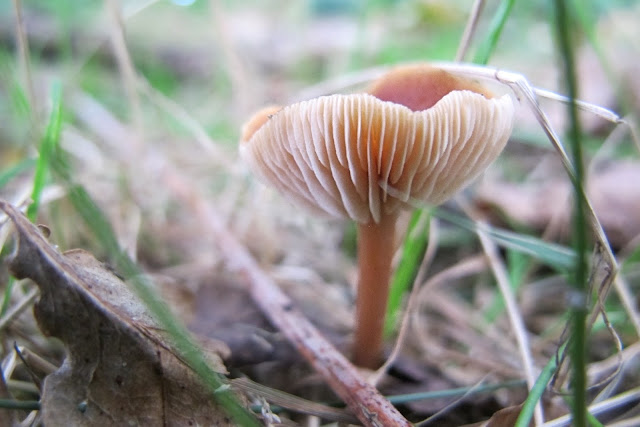 Deurne: Herfst in het park