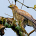 Andaman Serpent Eagle