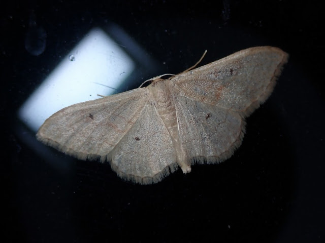 Idaea rubraria