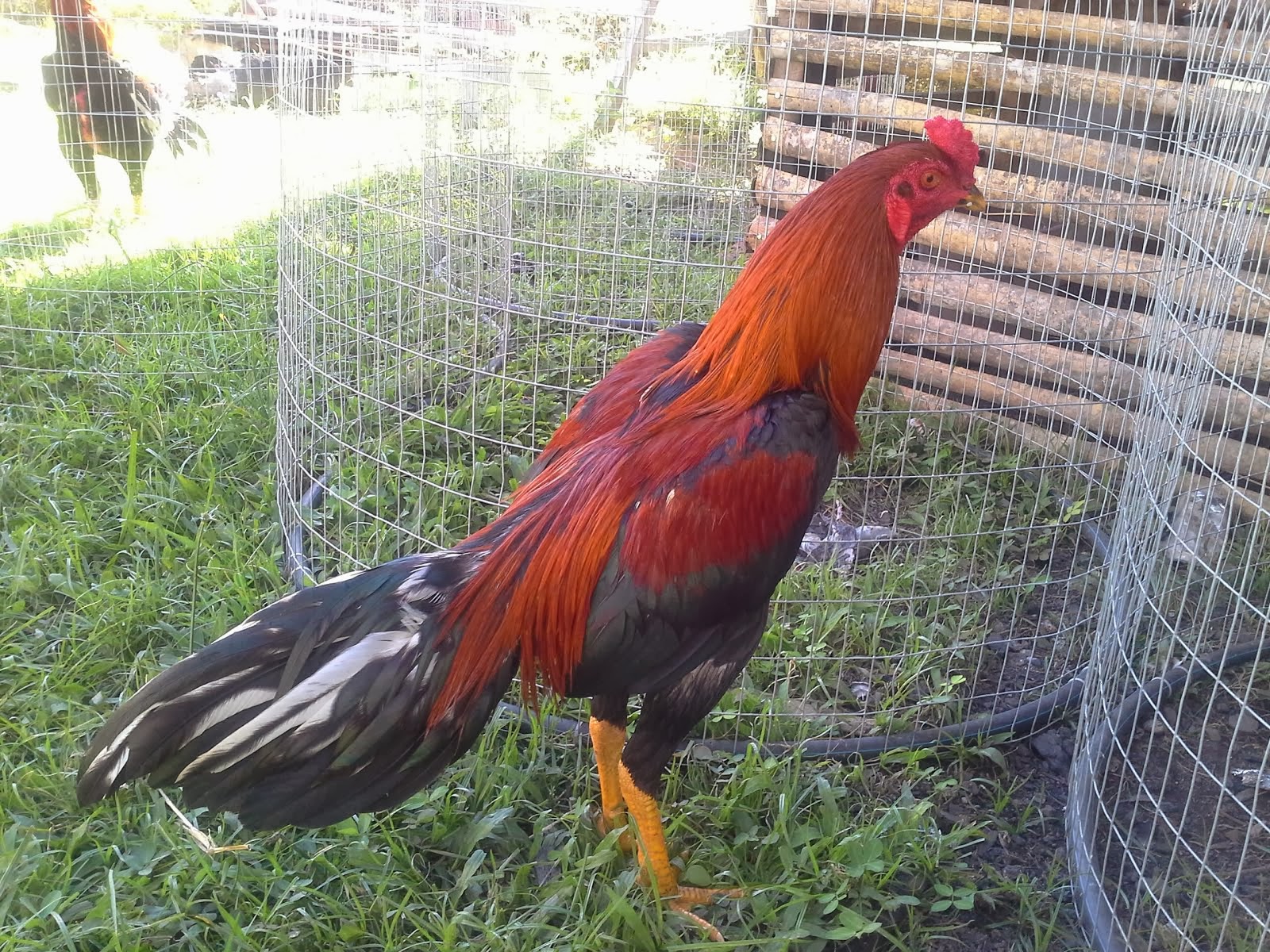 AYAM SABUNG TELUPID: Ciri - Ciri Ayam Petarung