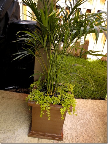 planted