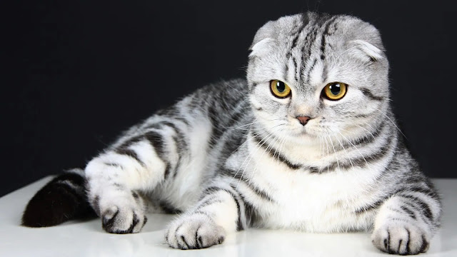 Scottish Fold