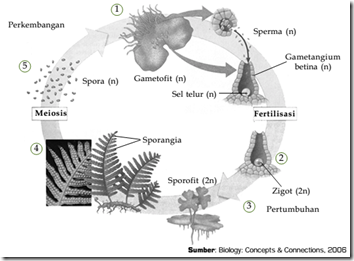 metagenesis pada paku_zona_biologi_kita
