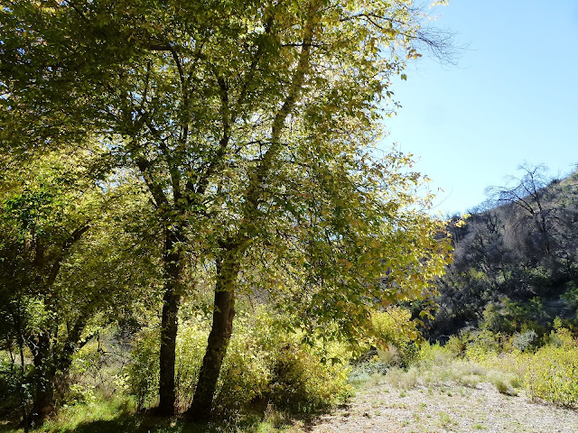 Fall Leaves Oak Glen Nature Preserve Southern California