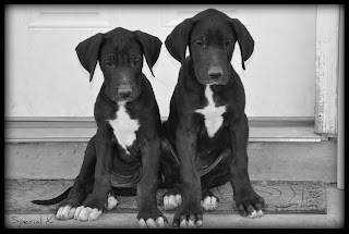 Great Dane Puppy Picture