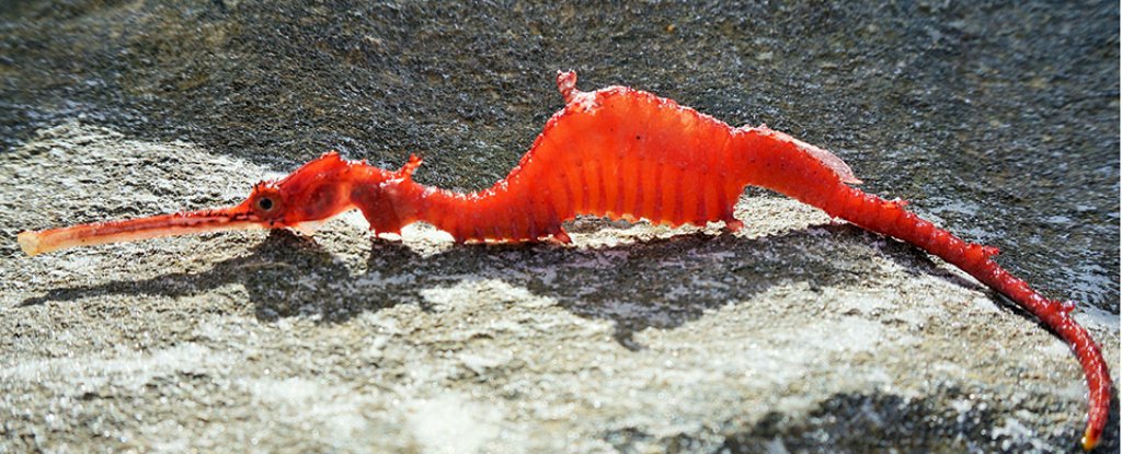 Rare Ruby Sea Dragon Caught on Film, First Discovered in 150 Years