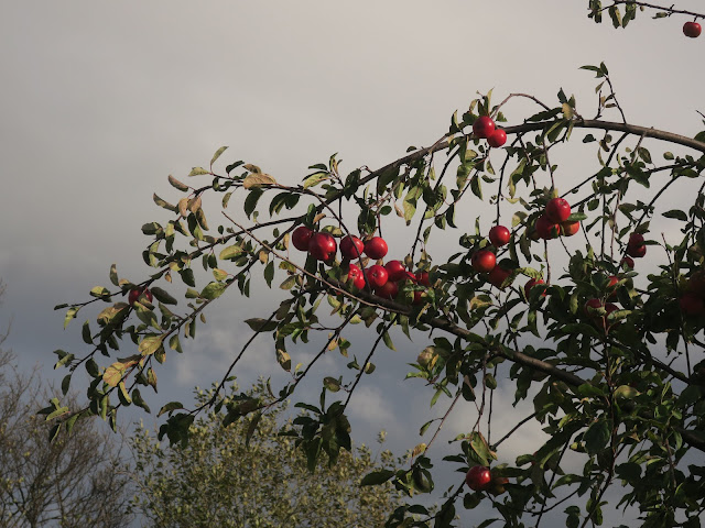 Red Apples on Tree - 8th November 2021
