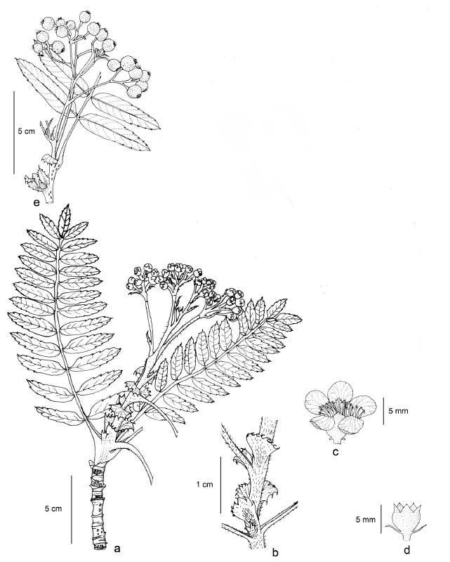 Рябина паутинистая (Sorbus arachnoidea)