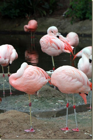 Wildlife Animal Park 004