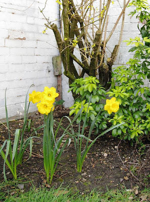 Daffodils in the corner of the garden