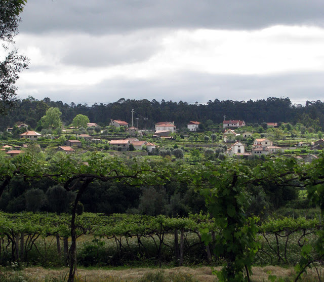 plantação de uvas e casas no monte