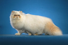 himalayan cats kitten breeds animal pets colourpoint persian brian stirling webb