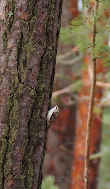 lingonberryhouse, puukiipijä, treecreeper, luonto, lintu, nature, bird