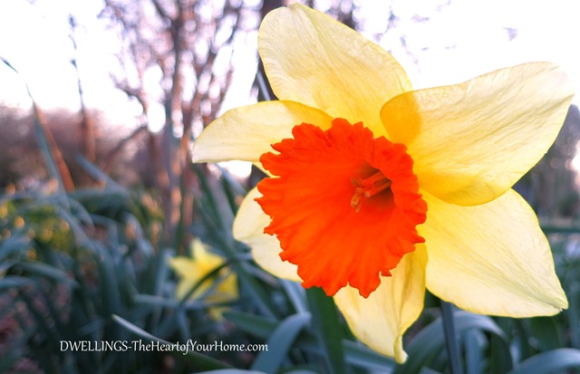 daffodils