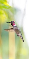  Aves migratórias e a crise na cadeia alimentar: entender para ajudar.