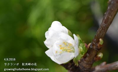 サクランボ紅秀峰の花