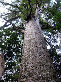 kauri tree