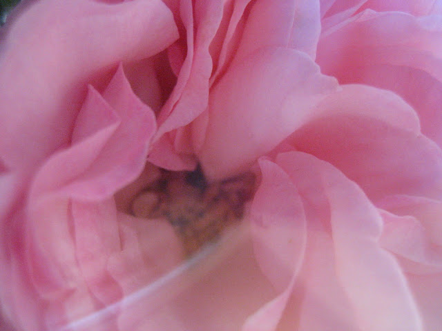 image by LeAnn, my garden, http://linenandlavender.blogspot.com/2010/03/adorazione-del-fiore.html