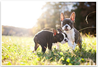 Boston Terrier Puppy Picture