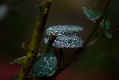 Posted by Ripple (VJ) : Corbett National Park : Dew-drops on Rose leaves...