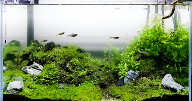 Co2無しのキューバパールグラス水槽 Nature Aquarium Fan Co2無しのキューバパールグラス水槽 Nature Aquarium Fan