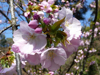 胡蝶桜は淡紅色の大輪