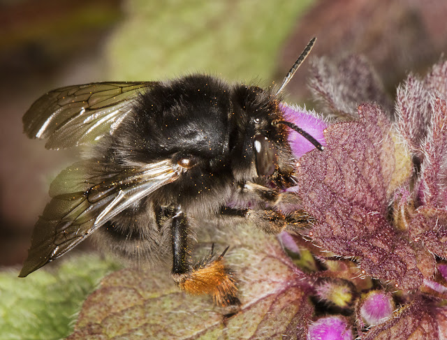 Hairy-footed Flower Bee, Anthophora plumipes.   Female.  West Wickham Common, 3 April 2016.