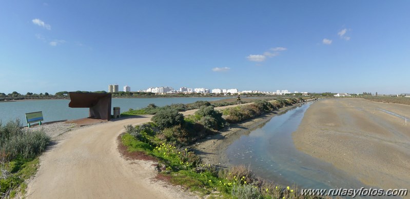 Marisma de los Toruños y Pinar de la Algaida