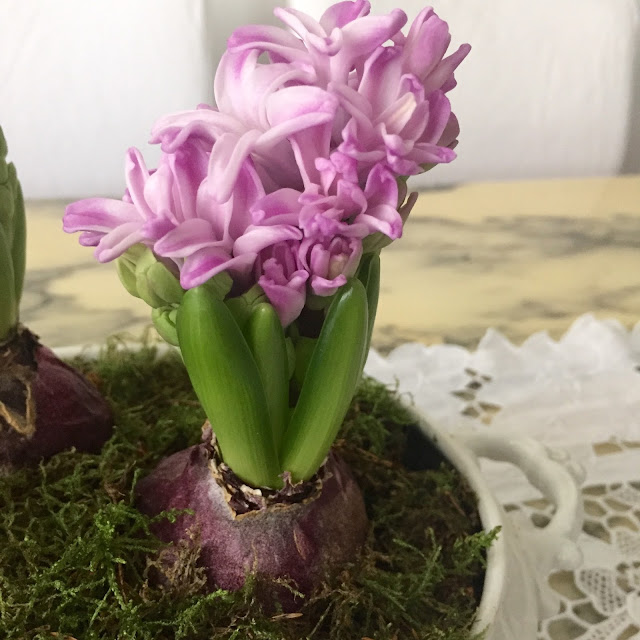 hyacinthus