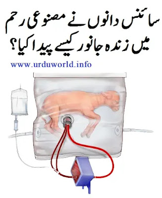 سائنس دانوں نے مصنوعی رحم میں ایک زندہ جانور کیسے پیدا کیا