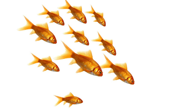 3D Golden Fish HD Wallpaper Free Download