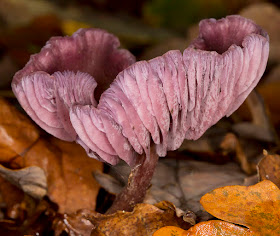 Amethyst Deceiver, Laccaria amethystina.  Hayes Common, 25 November 2012