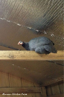 Guinea fowl on perch in coop