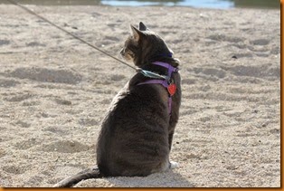 IMG_3391
