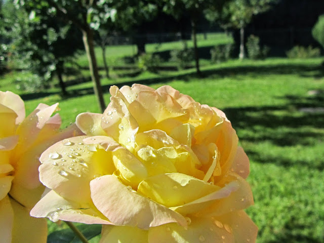 Rosa bianca sfumata gialla