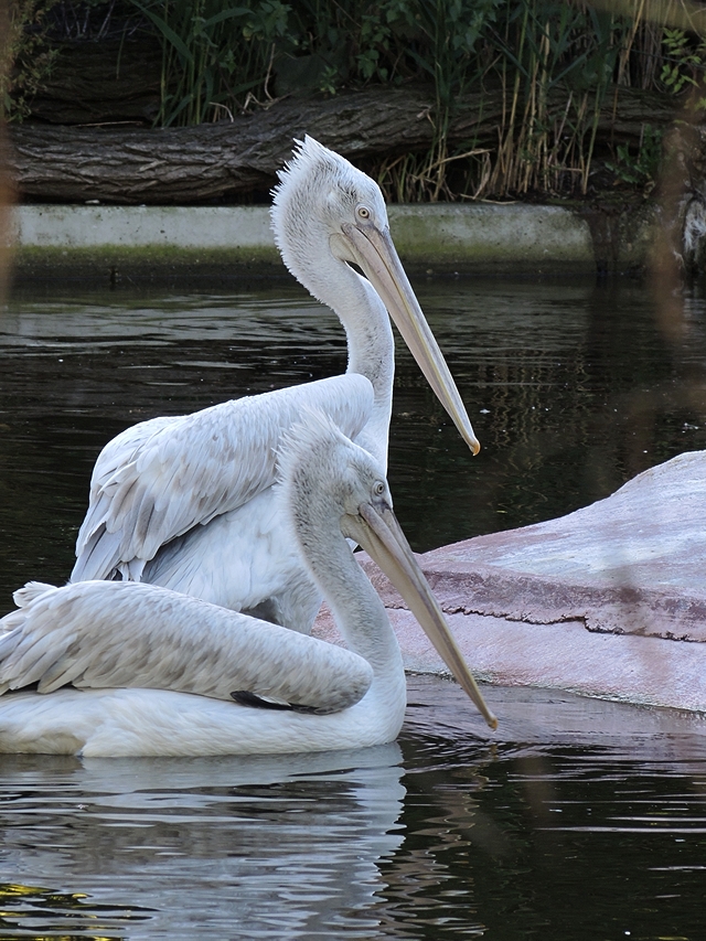 Antwerpen: de zoo: pelikanen