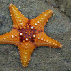 Science & Nature Wildfacts Common Starfish
