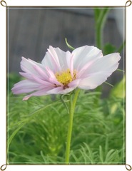 cosmos2