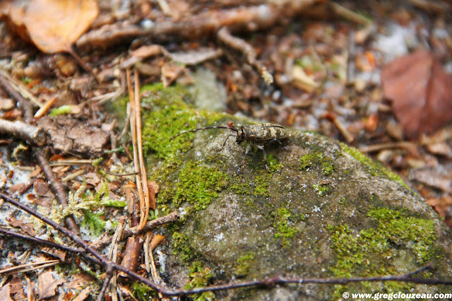 Monochamus galloprovincialis (Longicorne), Apremont, Fontainebleau, (C) août 2014 Greg CLOUZEAU