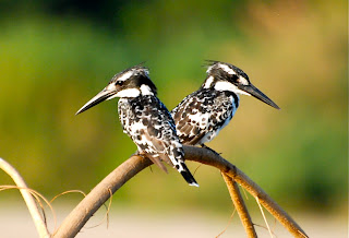 Birding Tanzania: Selous Game Reserve: September 9-12, 2010