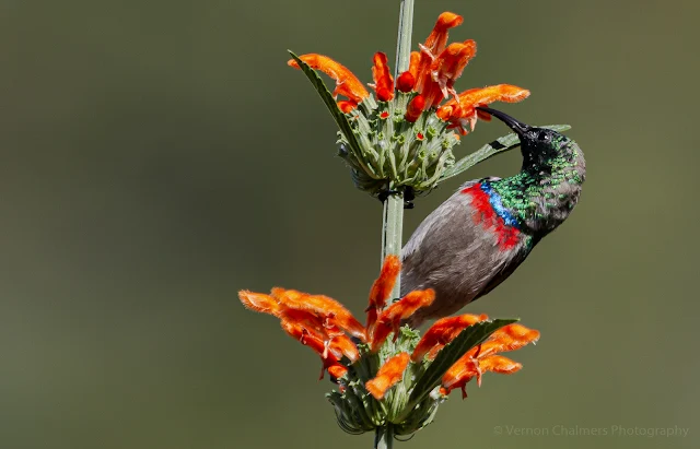 Southern double-collared sunbird - Kirstenbosch National Botanical Garden