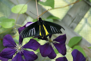 Troides rhadamanthus