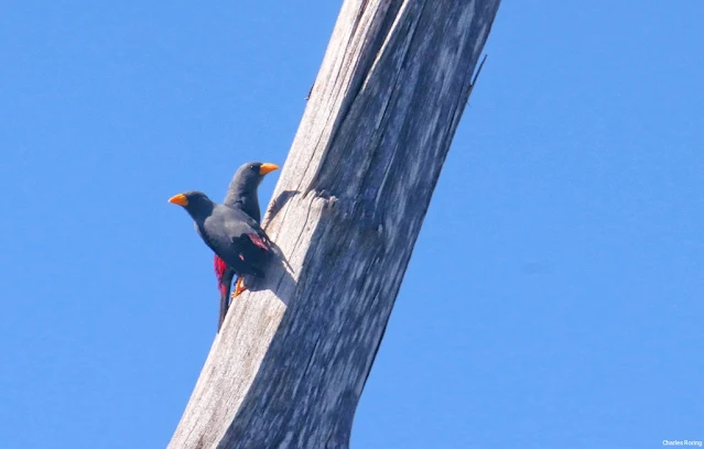 Finch-billed Myna (Scissirostrum dubium)