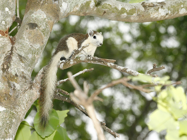 Variable Squirrel - Callosciurus finlaysonii