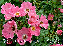 Glória Ishizaka -   Kyoto Botanical Garden 2012 - 111