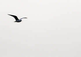 lone seagull in white sky