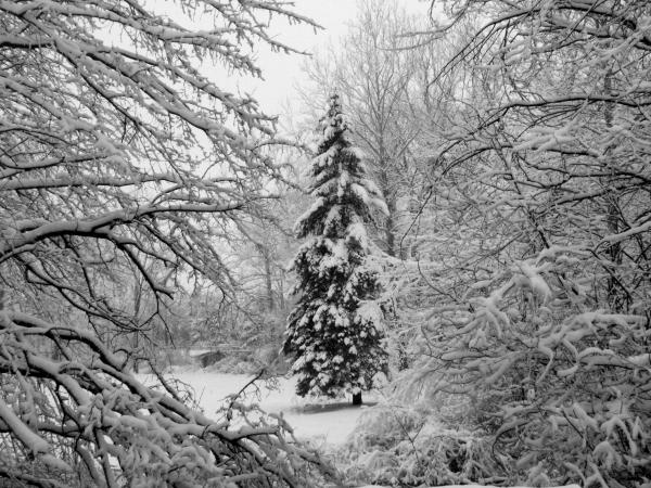 christmas tree snow