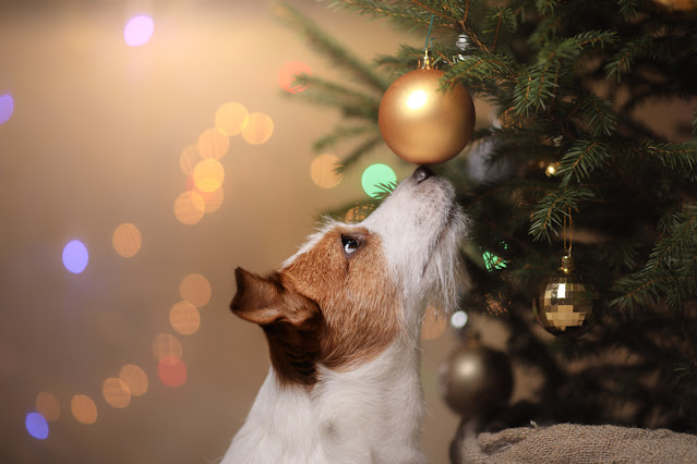 Season's Greetings from Companion Animal Psychology. A Jack Russell Terrier puts her nose to a tree decorated with baubles.